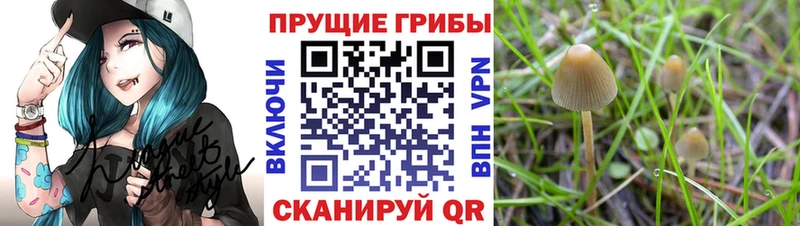 ссылка на мегу онион  Светлоград  Галлюциногенные грибы ЛСД  дарнет шоп 